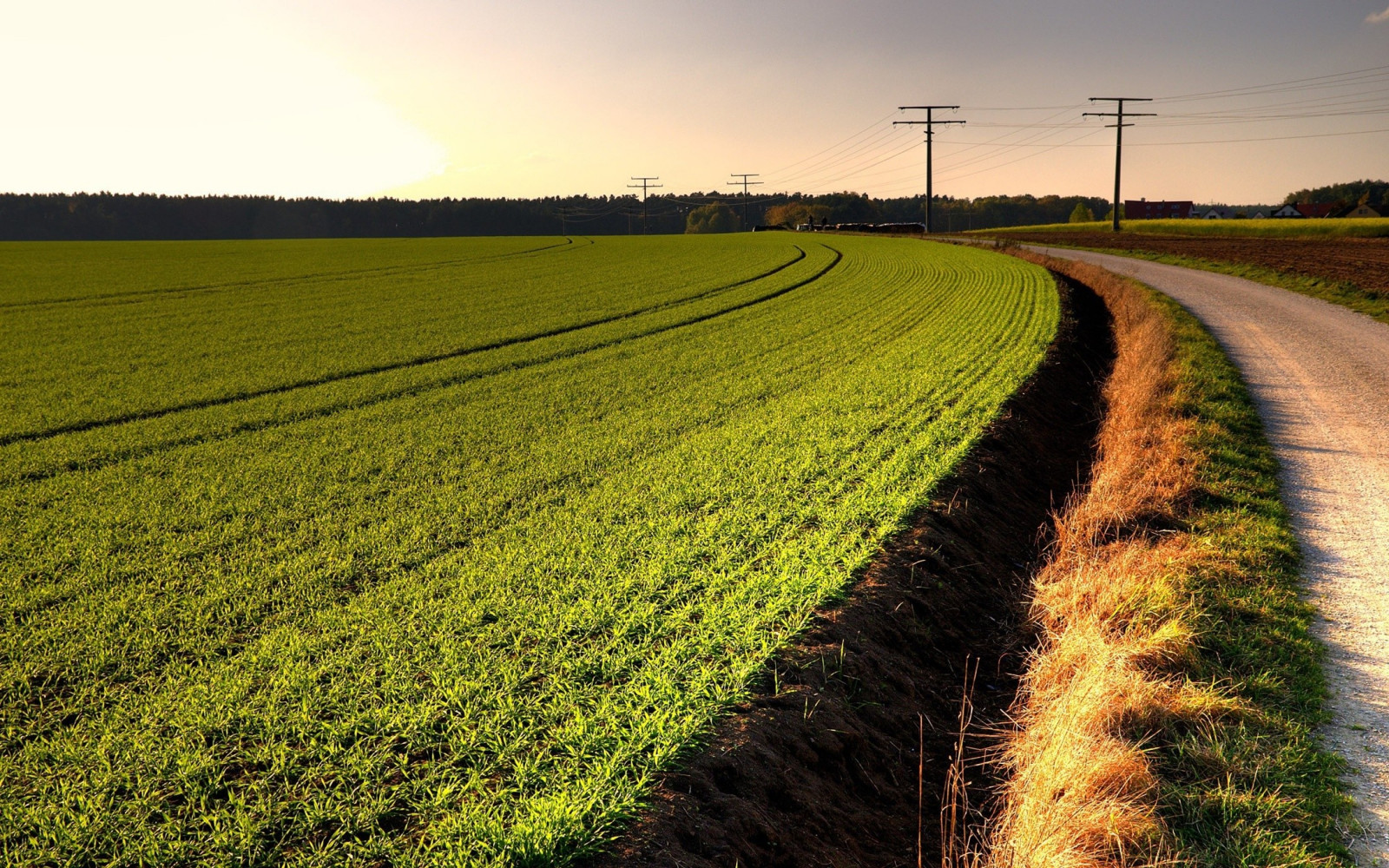 światło słoneczne, krajobraz, jedzenie, wzgórze, Natura, trawa, pole, Zielony, ranek, gospodarstwo rolne, horyzont, Rzepak, kwiat, łąka, roślina, rolnictwo, łąka, Równina, preria, przyciąć, gleba, obszar wiejski, Trawa rodzina, Brassica, Musztarda, Pole ryżowe