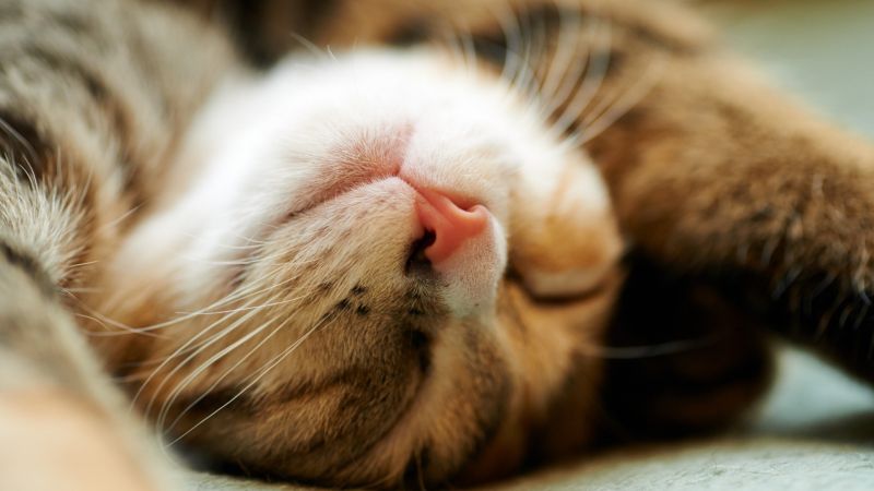 Животные, Коты, Крупным планом, спать, 1920x1080 px Животные, Коты, Крупным планом, спать, 1920x1080 px