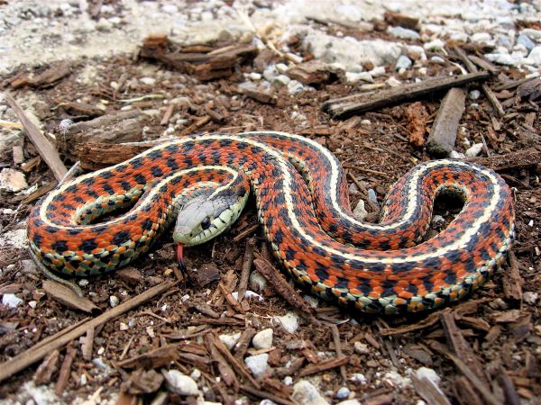 animals, nature, snake, wildlife, serpent, Boa constrictor