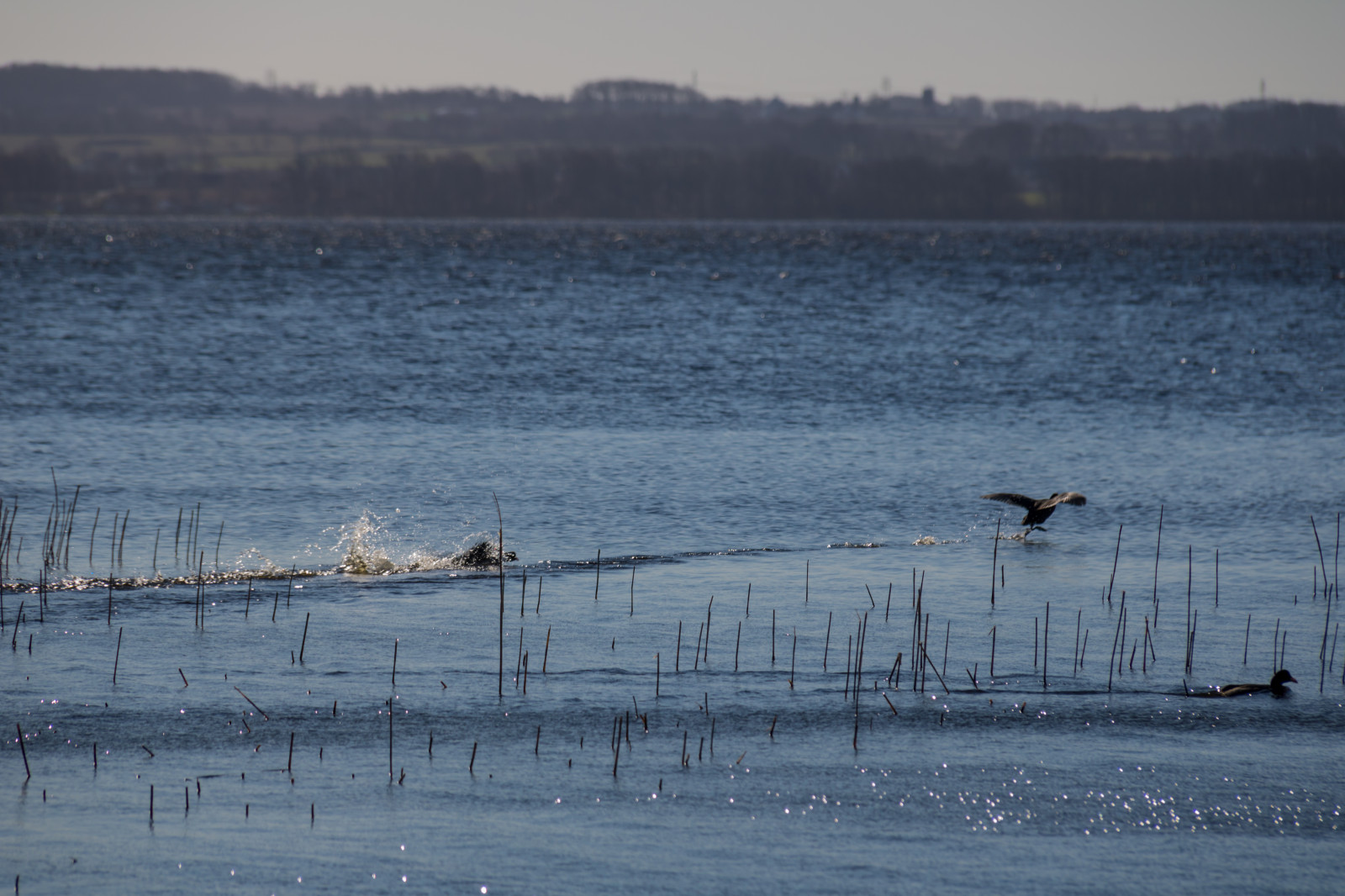 hav, sø, vand, kyst, afspejling, vinter, is, morgen, kyst, vådområde, vejr, fugl, ocean, bølge, Vatten, h r, sj, ringsj n, reservoir, marsk, atmosfærisk fænomen, krop af vand, vand fugl, vadehavet