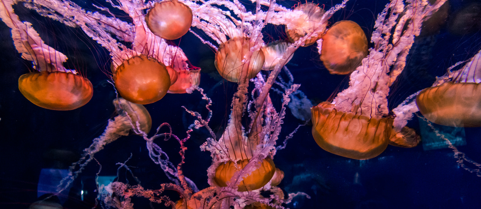 Wallpaper sea, water, beach, underwater, orange, jellyfish, coral