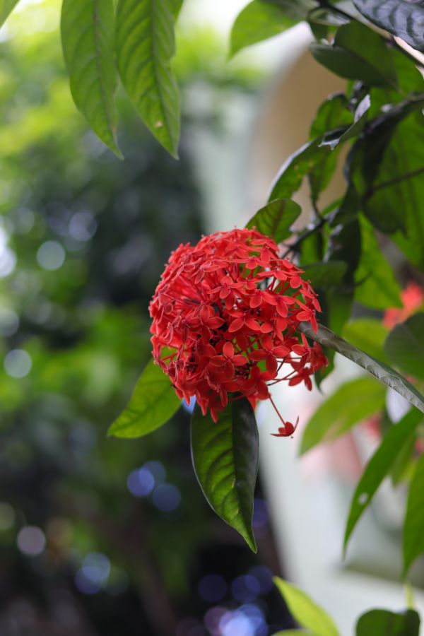 bokeh,flower garden,Canon Rebel Sl3,nature,closeup,flowers