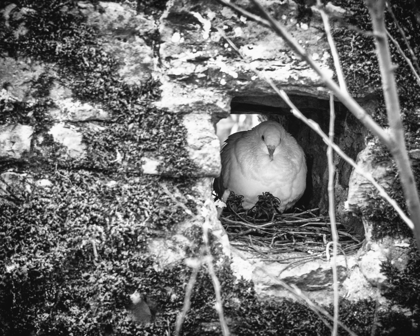 Wallpaper home, peace, dove, nesting, nest, bird, wall, cosy, twigs