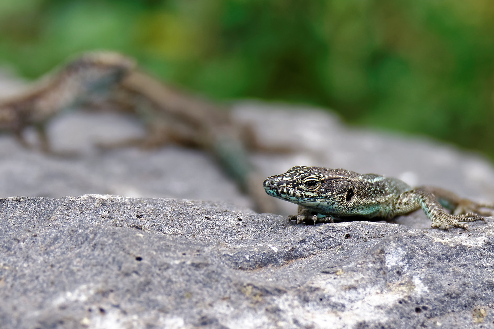 Wallpaper : rock, wildlife, amphibian, lizard, fauna, vertebrate, close ...