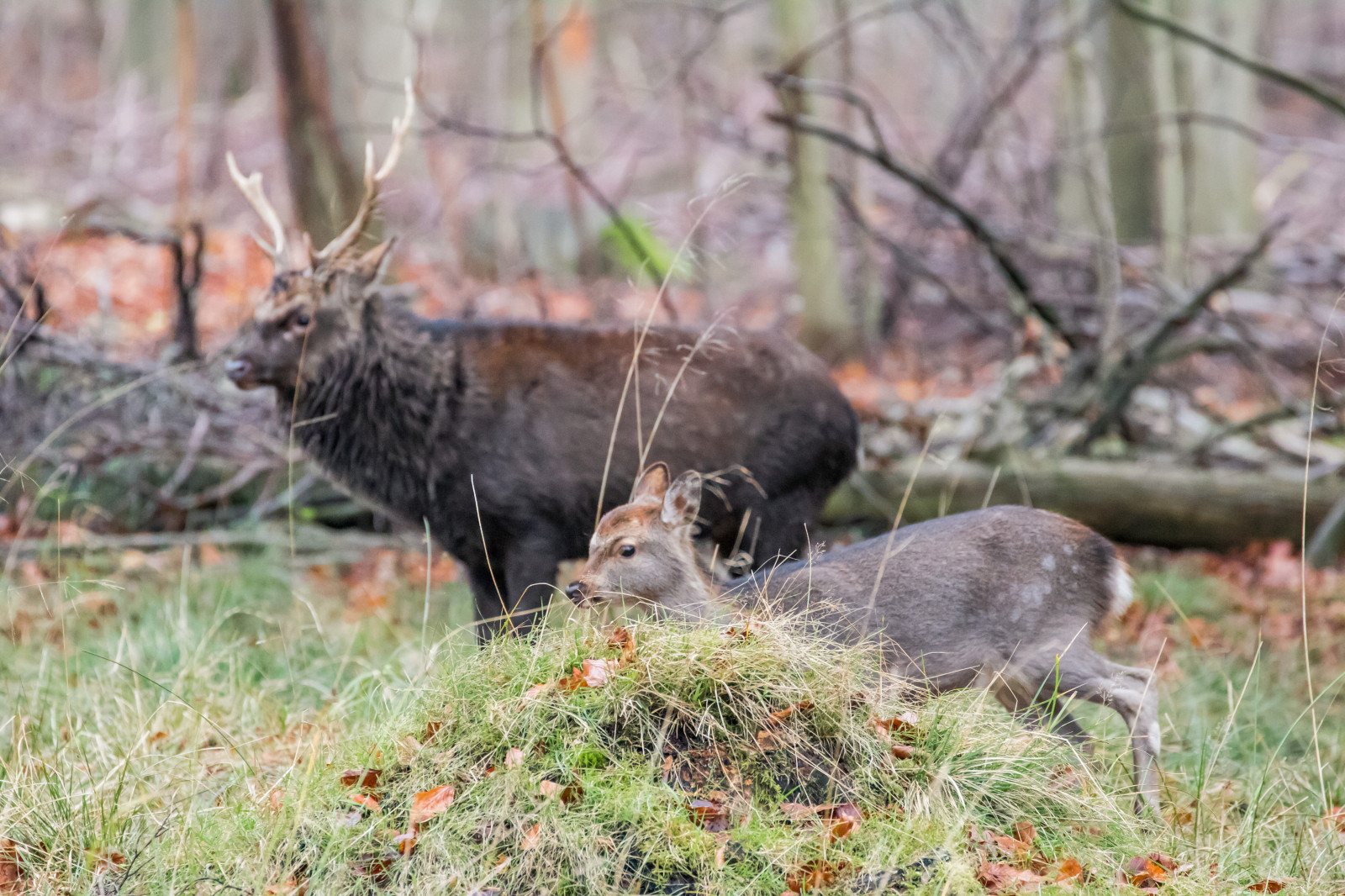 les, Jelen, park, Volně žijících živočichů, Dánsko, podzim, les, Danmark, Skog, exif modelu canoneos760d, geocountry, Kamera aby kánon, geocity, Model fotoaparátu canoneos760d, geostate, geolocation, EXIF otvor 56, exif aby kánon, EXIF ef70300mmf456lisusm čočka, exif isospeed 4000, exif focallength 300mm, Dyrehaven, j gersborg, j gersborgdyrehave, fauna, savec, bílá sledoval jelena