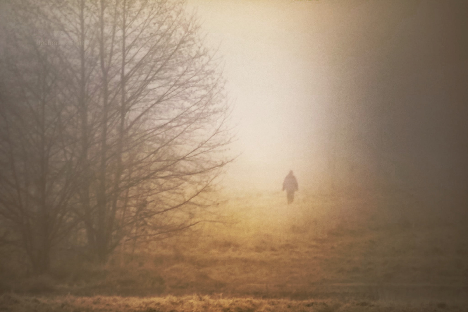 Příroda, venku, zima, svítání, ráno, mlha, atmosféra, Nikon, opar, Michal, světlo, klidný, mlhavý, mlha, počasí, svítání, výtvarné umění, nikond810, jeanmarie, jeanmarieshelton, atmosférický jev, washingtonstate, washingtontrail