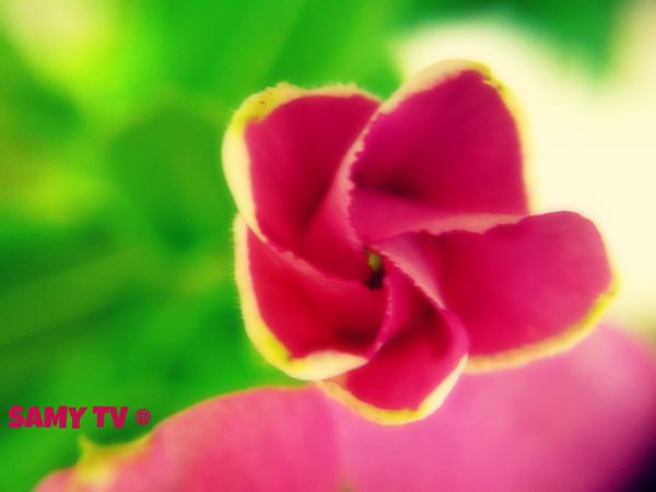 leaves, flowers, nature, red, white, eyes