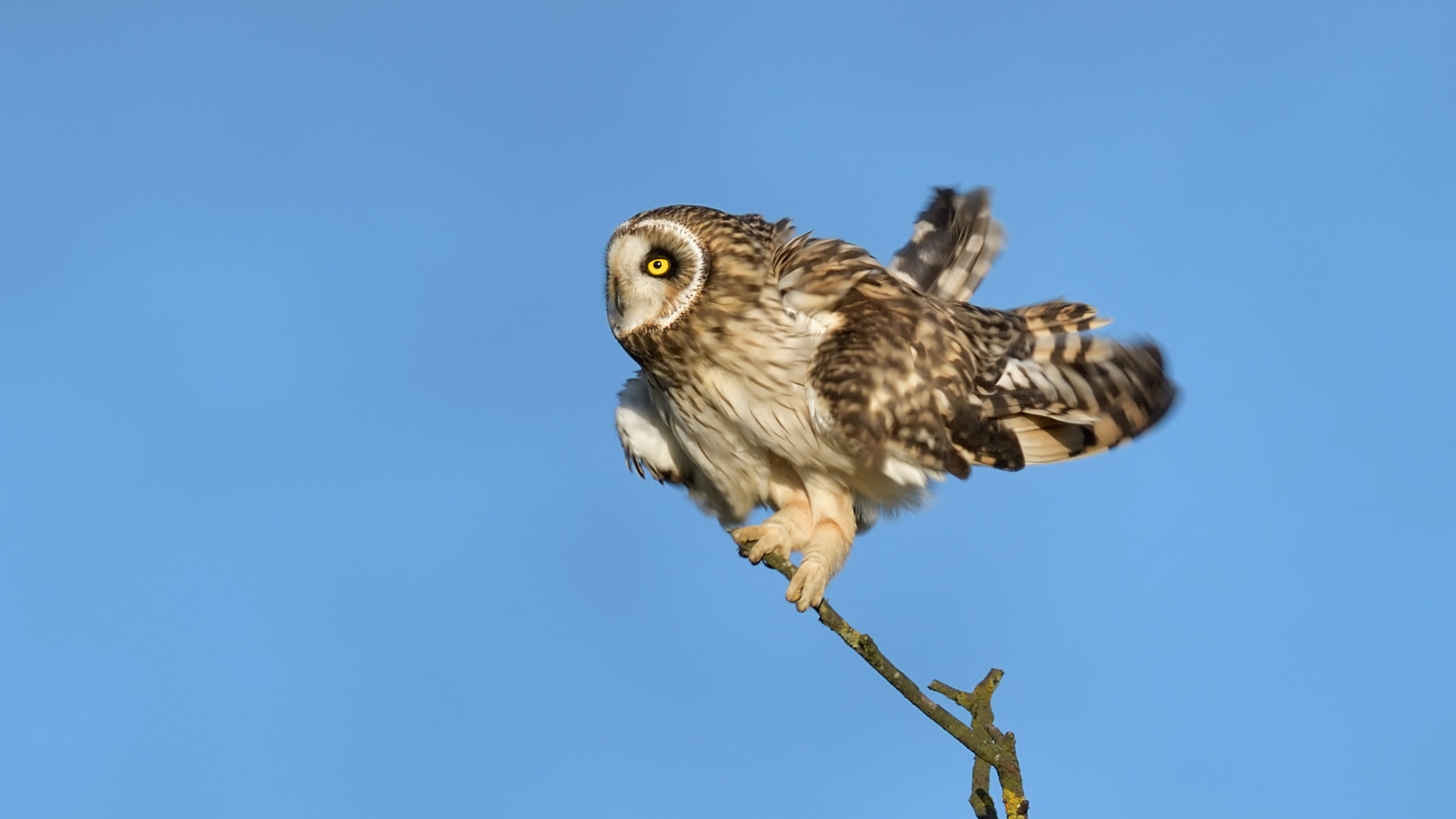 Natur, Himmel, Tierwelt, Raubvogel, Eule, Schnabel, Beute, Falke, Vogel, Falke, Raubvogel, Feder, Bussard, kurz, Fauna, Seen, reservieren, Große graue Eule, Rspb, Fen, Geschlagen, Cambridgeshire, Eared, Seo, Drayton
