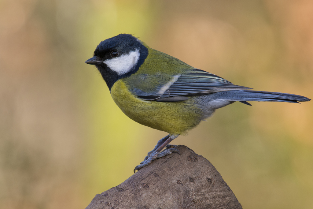 génial, mésange, oiseau, eurasien, les bois