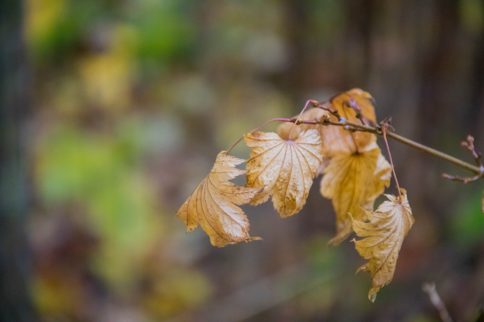 vand, natur, regn, fotografering, afdeling, insekt, gul, dyreliv, blomst, træ, efterår, blad, blomst, plante, sæson, flora, h st, l v, regn, Vellinge, vellingeblomman, vanddråber, regndroppar, vattendroppar, fauna, wildflower, botanik, jord plante, blomstrende plante, vedplante, tæt på, makrofotografering, stængelplante