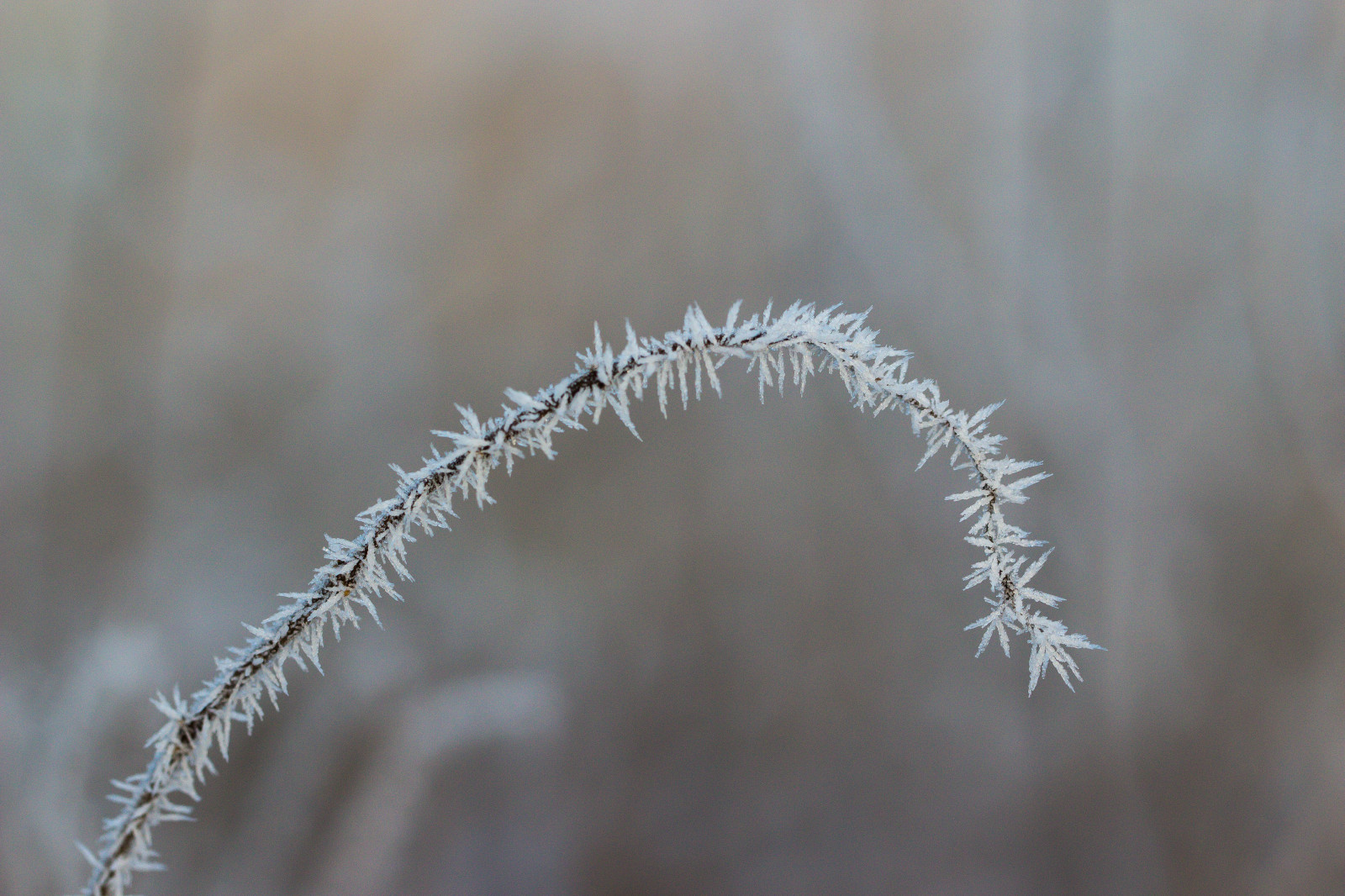 slunečnímu záření, Příroda, tráva, sníh, zima, makro, větev, led, Studený, mráz, bokeh, zmrazení, list, květ, počasí, rostlina, sezóna, flóra, Vinter, makro, canonef100mm128lisusmmacro, Kyla, větvička, zblízka, makro fotografie, tráva rodina, závod stonek