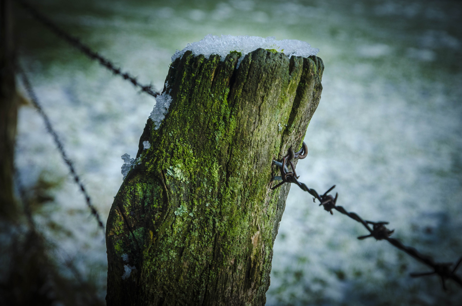 slunečnímu záření, les, voda, Příroda, odraz, tráva, makro, větev, zelená, Nikon, bokeh, džungle, světlo, strom, podzim, list, květ, rostlina, sezóna, flóra, natur, tma, D5100, gemany, Wiese, 1685mm, místo výskytu, přírodní prostředí, dřevina, zblízka, kufr, makro fotografie, závod stonek, Paal, groen, prikkeldraad, naturshot, ALG