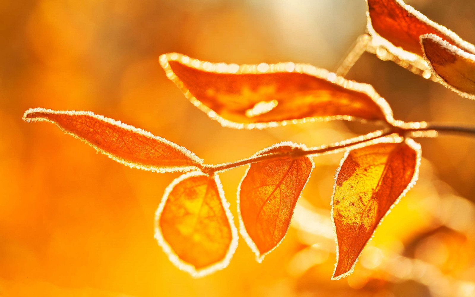 lumière du soleil, feuilles, Profondeur de champ, la nature, rouge, la photographie, branche, jaune, gel, Orange, rosée, l'automne, feuille, fleur, plante, saison, flore, pétale, fermer, Photographie macro, Tige de plante