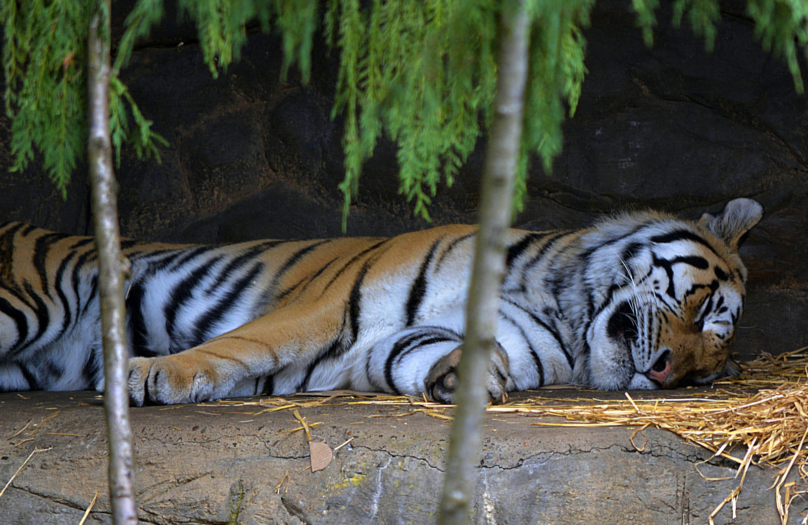 græs, sovende, tiger, dyreliv, store katte, Zoo, whiskers, jungle, træ, dyr, nuttet, fauna, i søvn, kat lignende pattedyr, snude, carnivoran, organisme, bengal, terrestrial animal