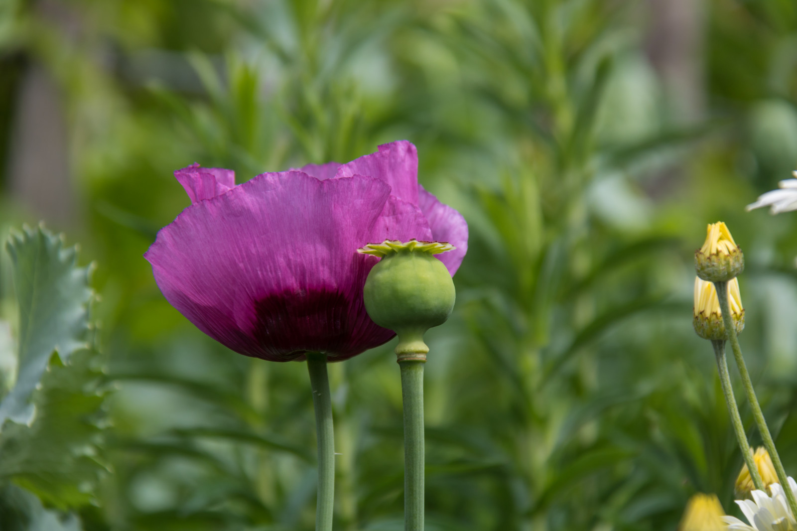 Příroda, nachový, květ, šeřík, květ, rostlina, mák, flóra, Blomma, Malmo, lila, slottstr dg rden, vallmo, okvětní lístek, louka, divoká rostlina, botanika, suchozemská rostlina, kvetoucí rostlina, makro fotografie, závod stonek