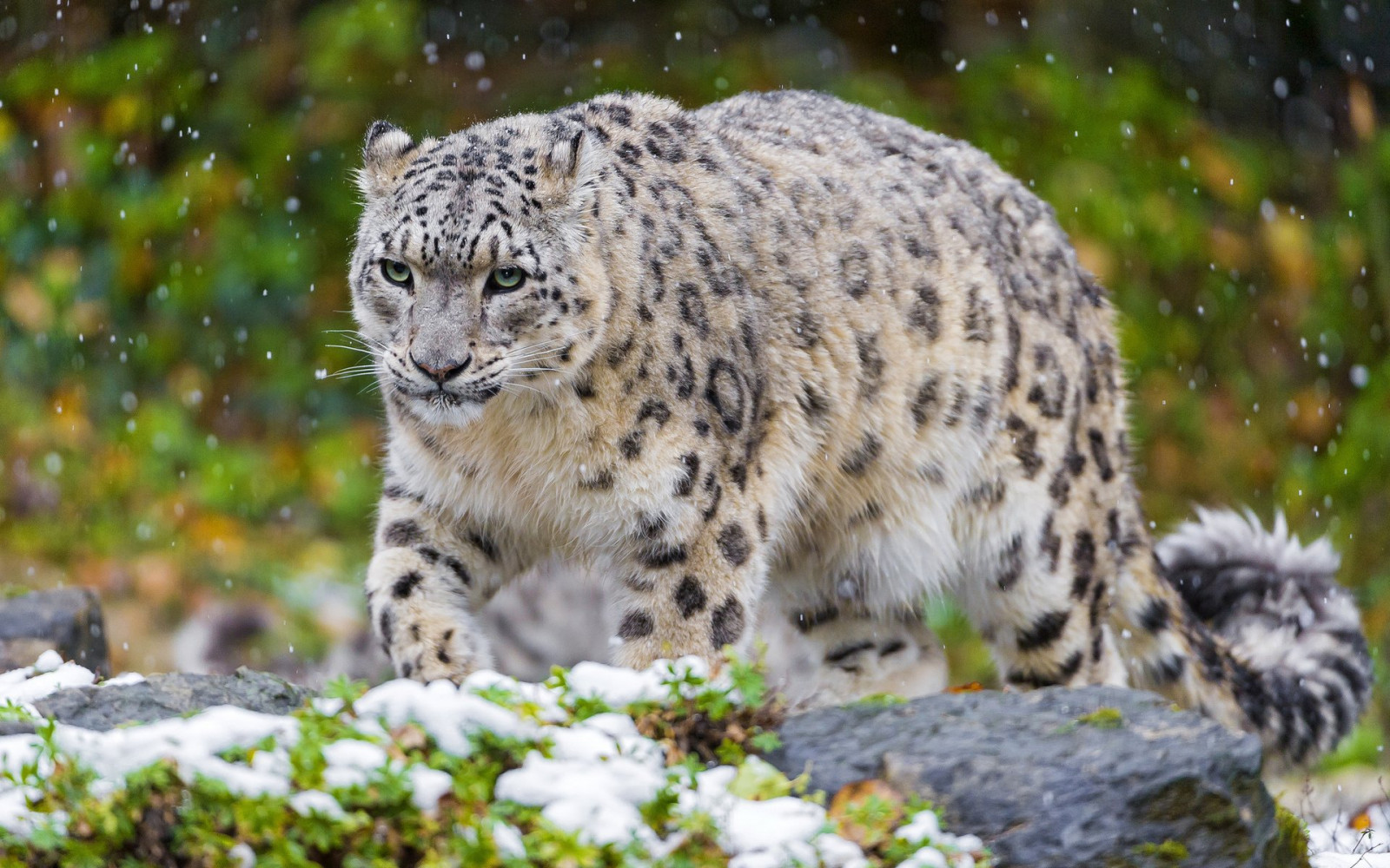 Fondos de pantalla : 1920x1200 px, leopardo, depredador, nieve ...