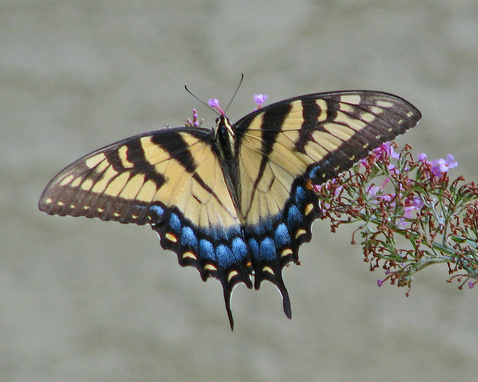růžový, květ, žlutý, ženský, yard, Kánon, motýl, Georgia, pruhy, ngc, npc, zametat, butterflybush, Easterntigerswallowtail, s5, 3420, bigmomma, gamewinner, touchofblue, Motherbutterfly, vickisnature, storybookwinner, gamesweepwinner, Storybooksweep, Tobě, readygamex2, Storybookfromlast10uploads, Gamesweepmedtal