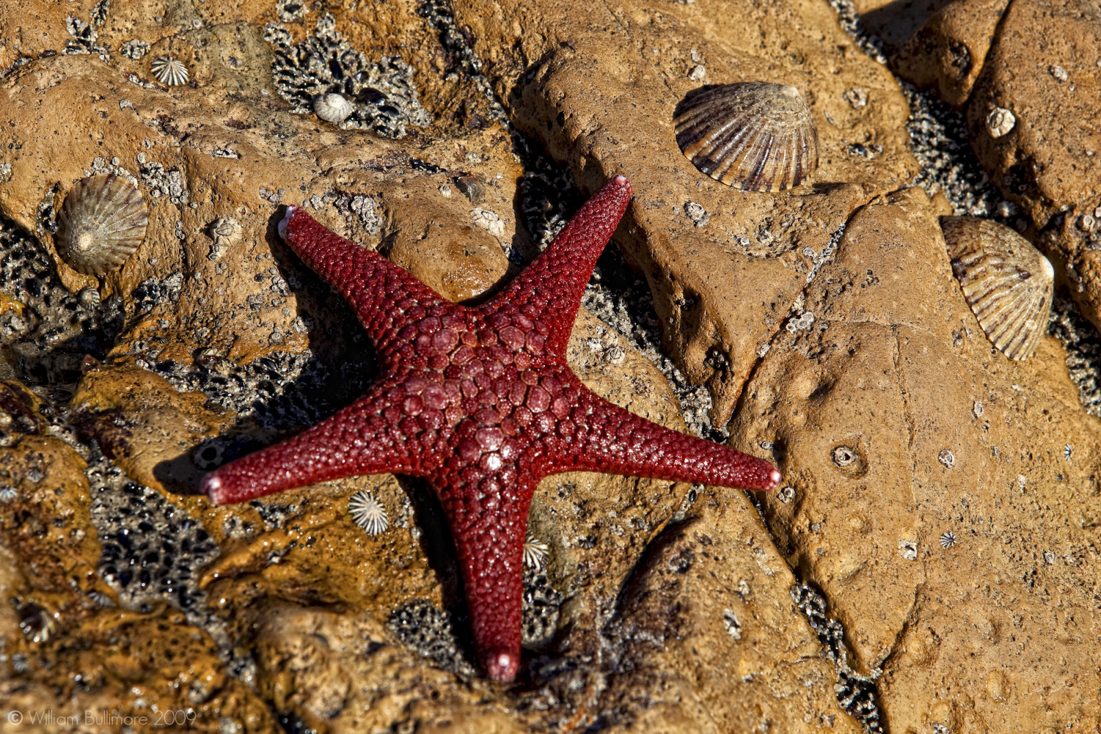 Wallpaper : water, rock, nature, red, beach, starfish, wet, Australia ...