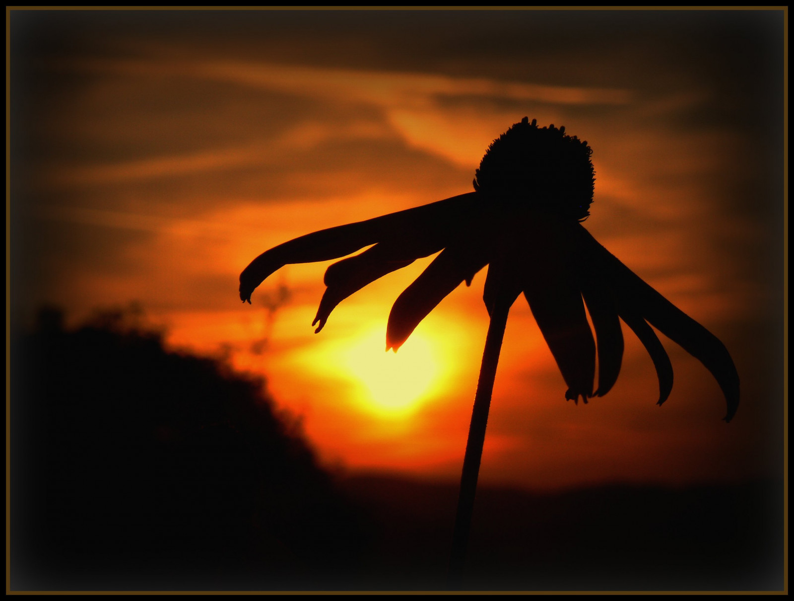 ráno, slunce, květ, makro, UMĚNÍ, Příroda, svítání, Německo, tvořivý, kolínská, Oberberg, Soe, themoulinrouge, naturesfinest, vob, abigfave, platinumphoto, aplusphoto, superbmasterpiece, megashot, citrit, theunforgettablepictures, goldstaraward, alemdagqualityonlyclub, artofimages, bestcapturesaoi, elitegalleryaoi, musictomyeyeslevel1