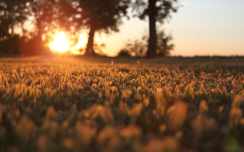 sunlight, landscape, food, sunset, nature, grass sunlight, landscape, food, sunset, nature, grass