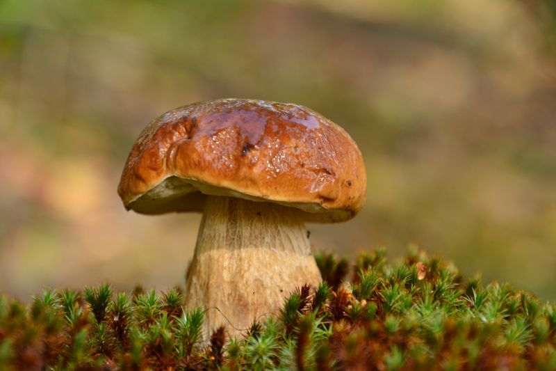 Wald,Natur,Makro,Moos,Pilz,Pilz