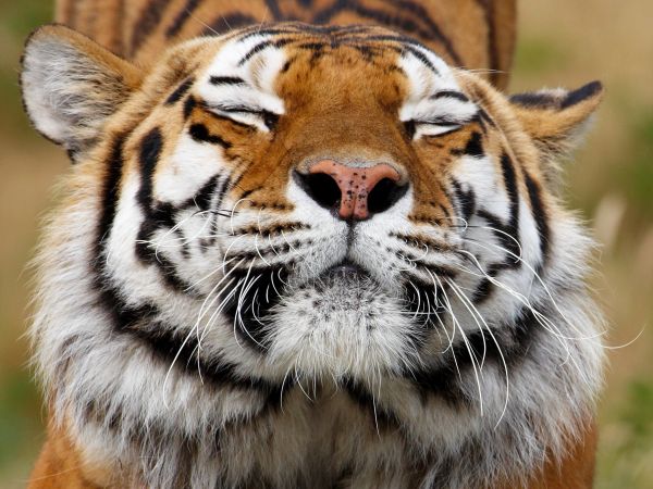 cats,2700x2025 px,animals,big,snout,tigers