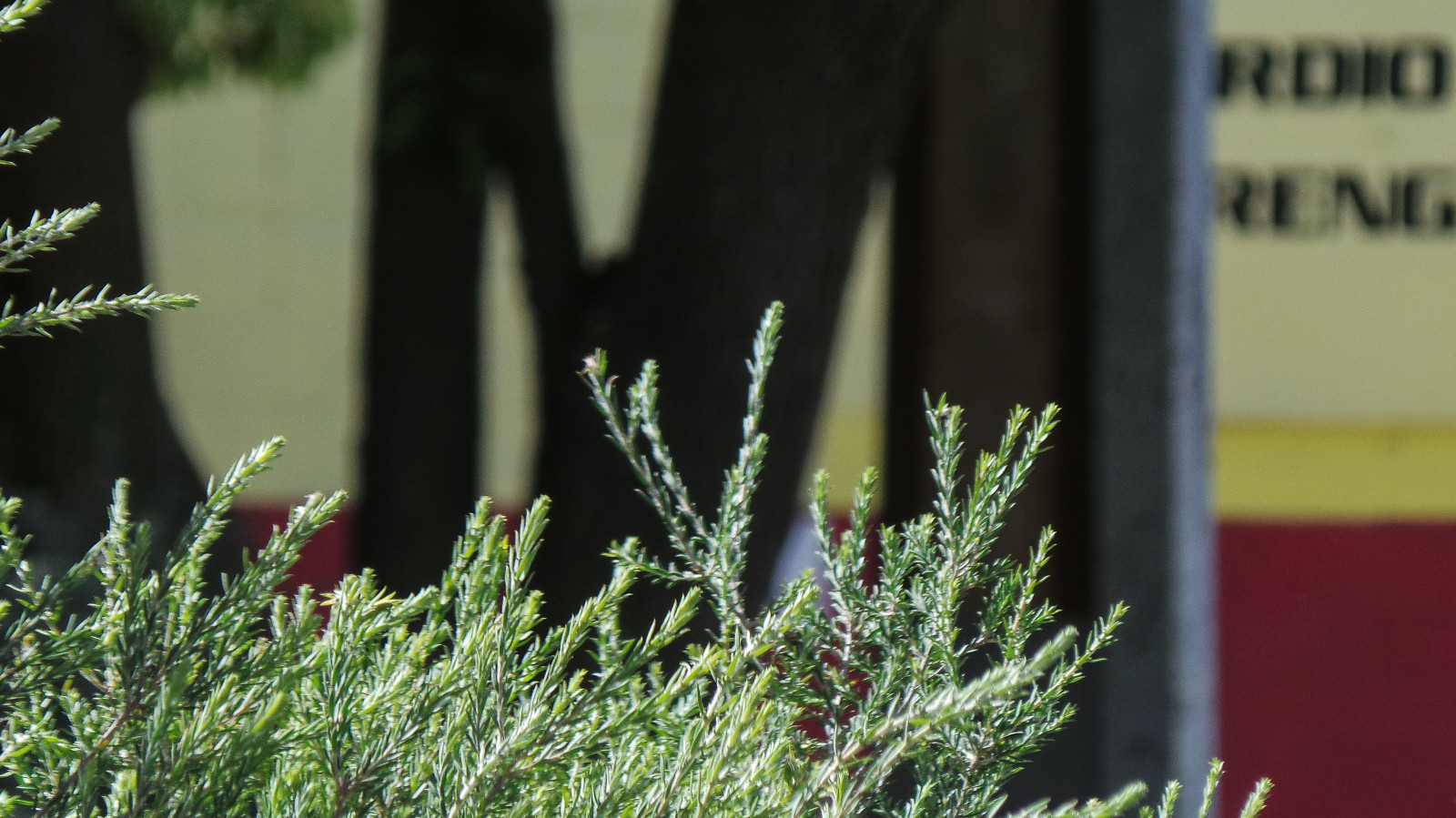 Červené, strom, zelená, Sluneční svit, podepsat, žlutý, prodejna, jasný, rodák, Samsung, Adelaide, kufry, silniční, keř, fronds, Stobiepole, theen