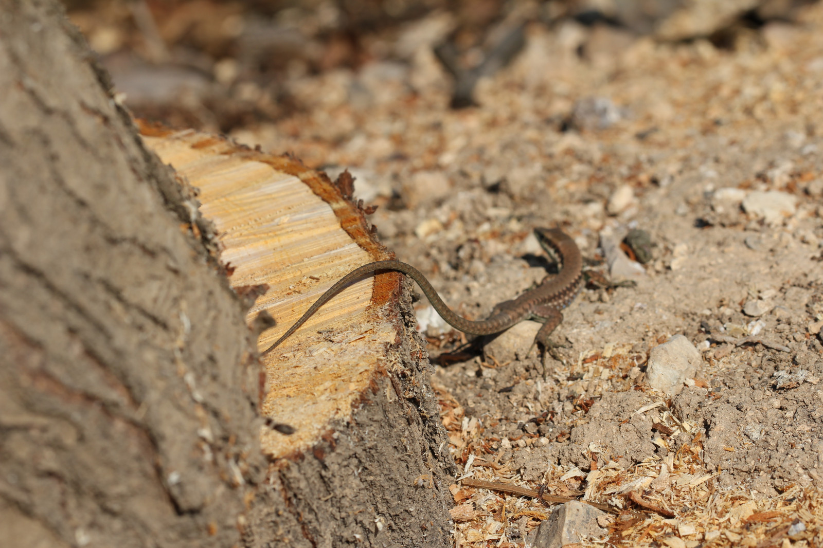 Wallpaper tail, nature, wood, macro, Canon, summer, long, animal
