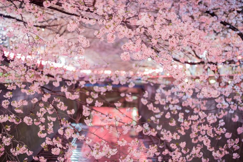 květ, květ, růžový, rostlina, Třešňový květ, jaro