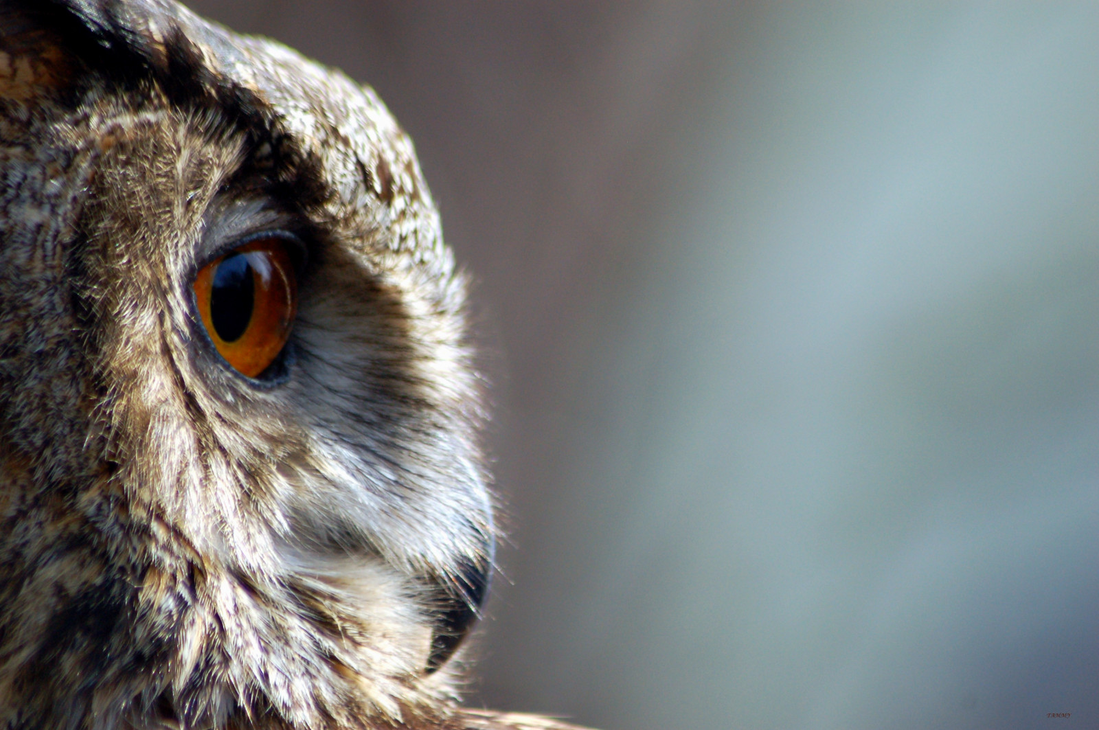 dyreliv, rovfugl, ugle, næb, fugl, øje, fjer, fauna, tæt på, makrofotografering, snude, lapugle, organisme, quincy, zooatlanta, TJs, tjd