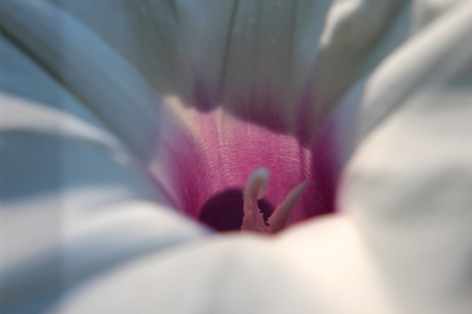 květiny, Příroda, nachový, fialový, pyl, květ, růžový, jaro, květ, rostlina, flóra, okvětní lístek, ranní sláva, naturelover, počítač tapeta, kvetoucí rostlina, zblízka, makro fotografie, závod stonek, whiteandpink, bylina, Softpink