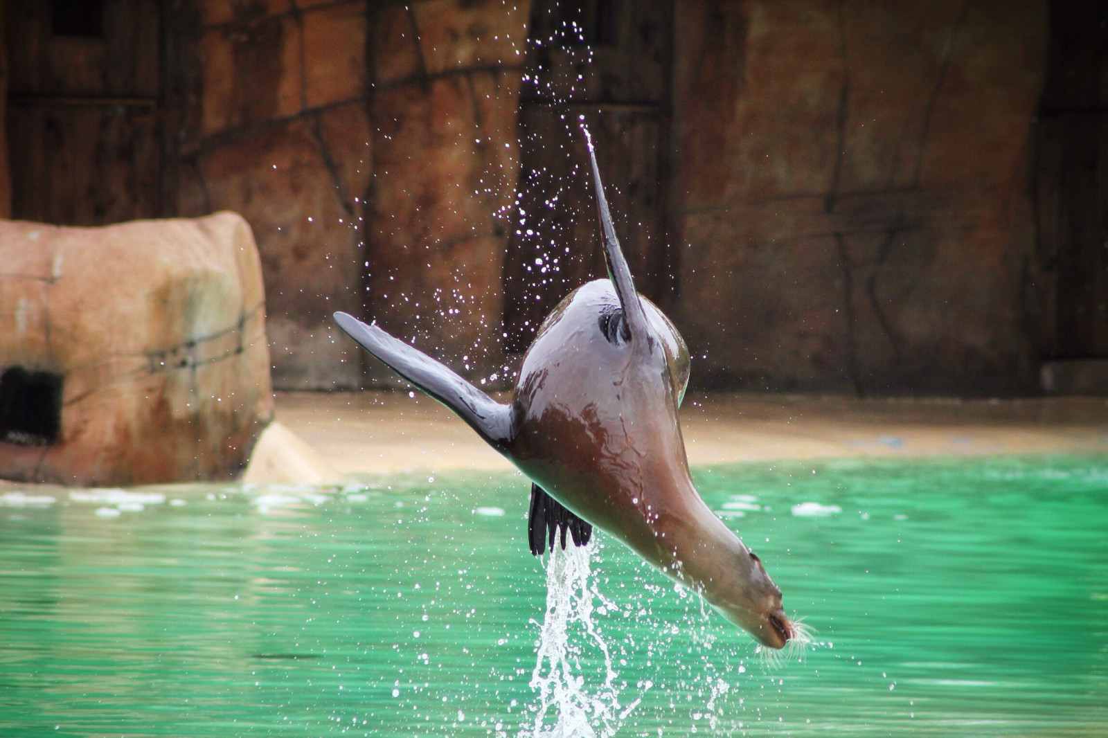 ocas, stvoření, voda, Příroda, lev, Pes, Volně žijících živočichů, Kánon, Kalifornie, zuby, zoologická zahrada, Království, sealion, Evropa, Spojené království, těsnění, delfín, aréna, Blackpool, Tamron, zvíře, zeměpisný, divoký, kaluž, zábava, dSLR, skok, těsnění, bazén, ngc, fauna, savec, gb, inteligentní, zázrak, 1100D, vodní prvek, mořští savci, velryby delfínů a sviňuch, organismus, Savci, skok, ploutev, porušení