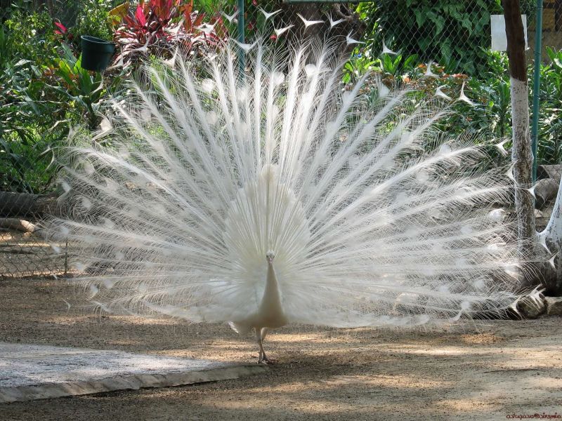 animals, birds, feathers, peacocks, 2048x1536 px, outdoors animals, birds, feathers, peacocks, 2048x1536 px, outdoors