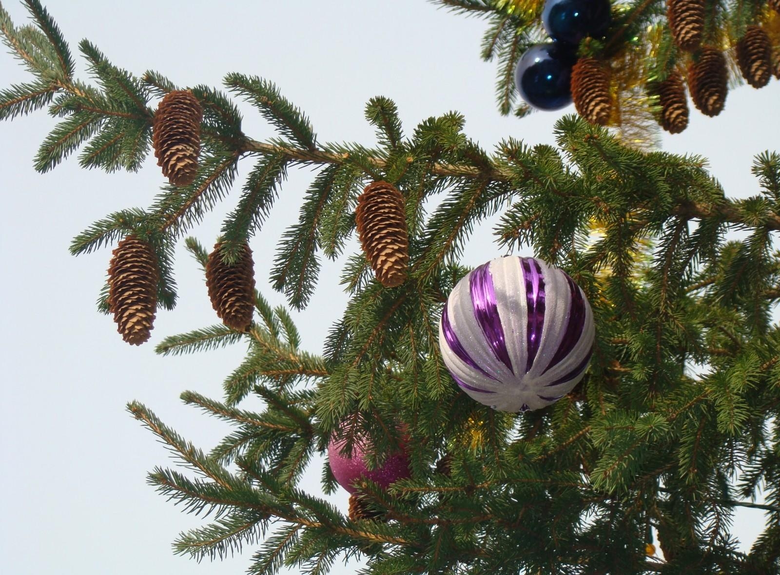 Wallpaper toys, branch, spruce, Christmas Tree, New Year, needles