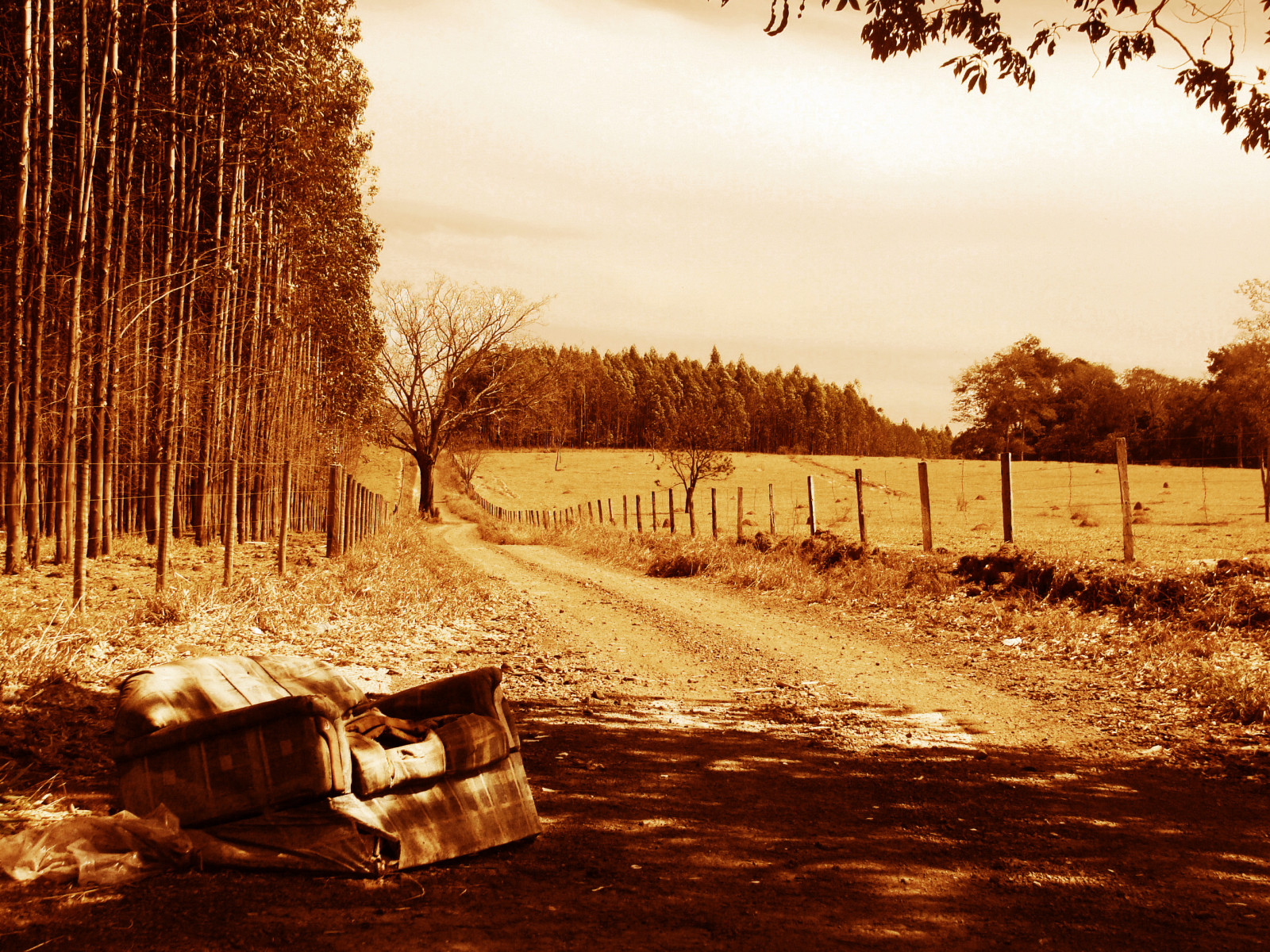 slunečnímu záření, stromy, krajina, les, listy, Photoshop, západ slunce, Příroda, nebe, stín, zima, silnice, dřevo, večer, ráno, sépie, vinobraní, plot, Brazílie, Brasil, strom, podzim, list, rostlina, sezóna, jednobarevný, gauč, poetický, zpracovává se, GOI nia, GOI s, cerrado, venkov, přírodní prostředí, dřevina, insolit