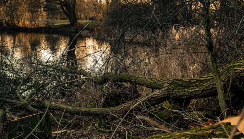 strom, větev, voda, Příroda, odraz, vegetace strom, větev, voda, Příroda, odraz, vegetace