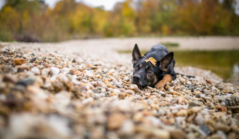 natura, pietre, cane, animali natura, pietre, cane, animali