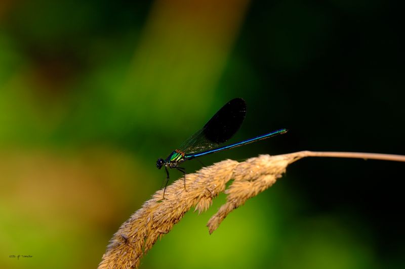 Macro,Xe1,Odonate,Insecte,Demoiselle,Bokeh