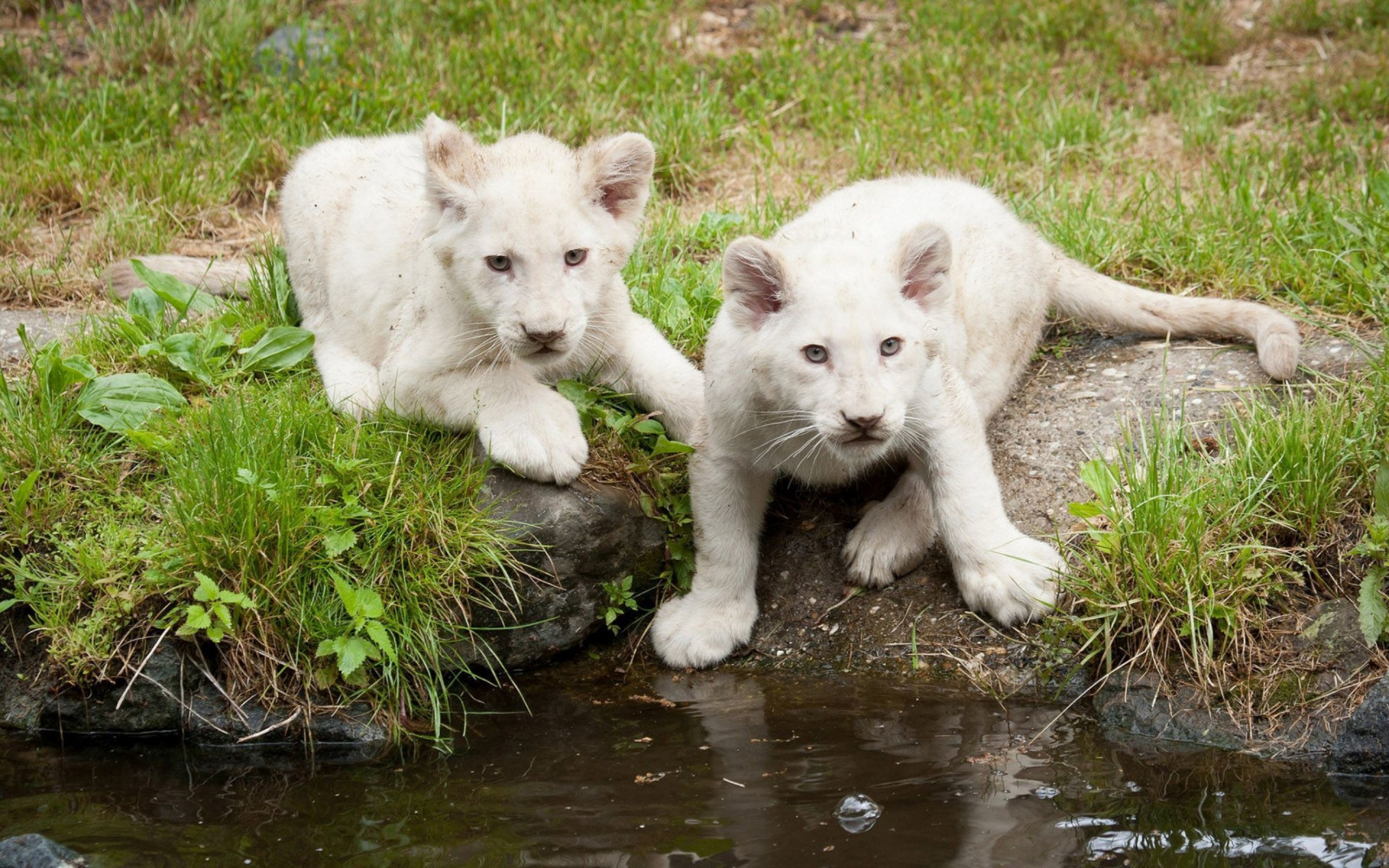 สัตว์, ธรรมชาติ, สิงโต, สัตว์ป่า, สัตว์เลี้ยงลูกด้วยนม, 2560x1600 px, สัตว์มีกระดูกสันหลัง, สุนัขชอบเลี้ยงลูกด้วยนม, กลุ่มสายพันธุ์สุนัข