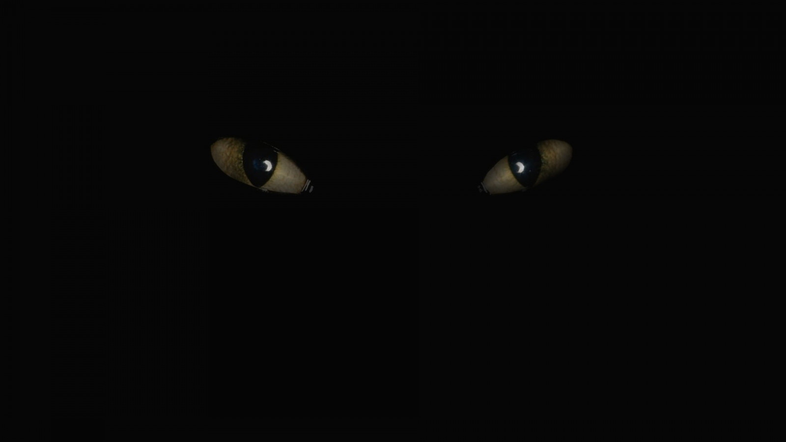 ネコ, 歯のない, 黒猫, 闇, スクリーンショット, 1920x1080 px, コンピュータの壁紙