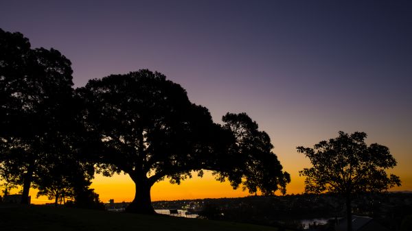 macOS wallpaper,tree bark