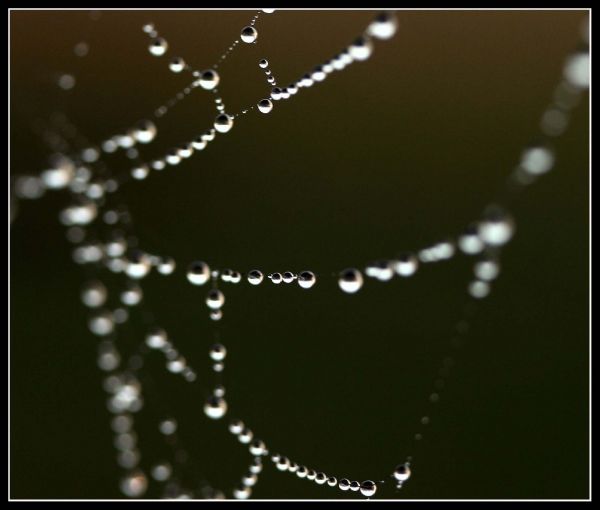 canon400d,UK,web,dew,efs60mmf28usm,andrewlee1967