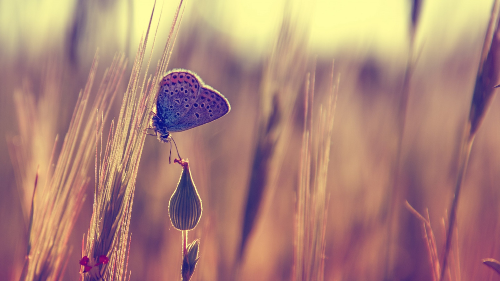 slunečnímu záření, voda, Příroda, odraz, tráva, fotografování, nachový, makro, motýl, modrý, ráno, rosa, světlo, barva, list, květ, rostlina, okvětní lístek, počítač tapeta, zblízka, makro fotografie, tráva rodina, vlhkost