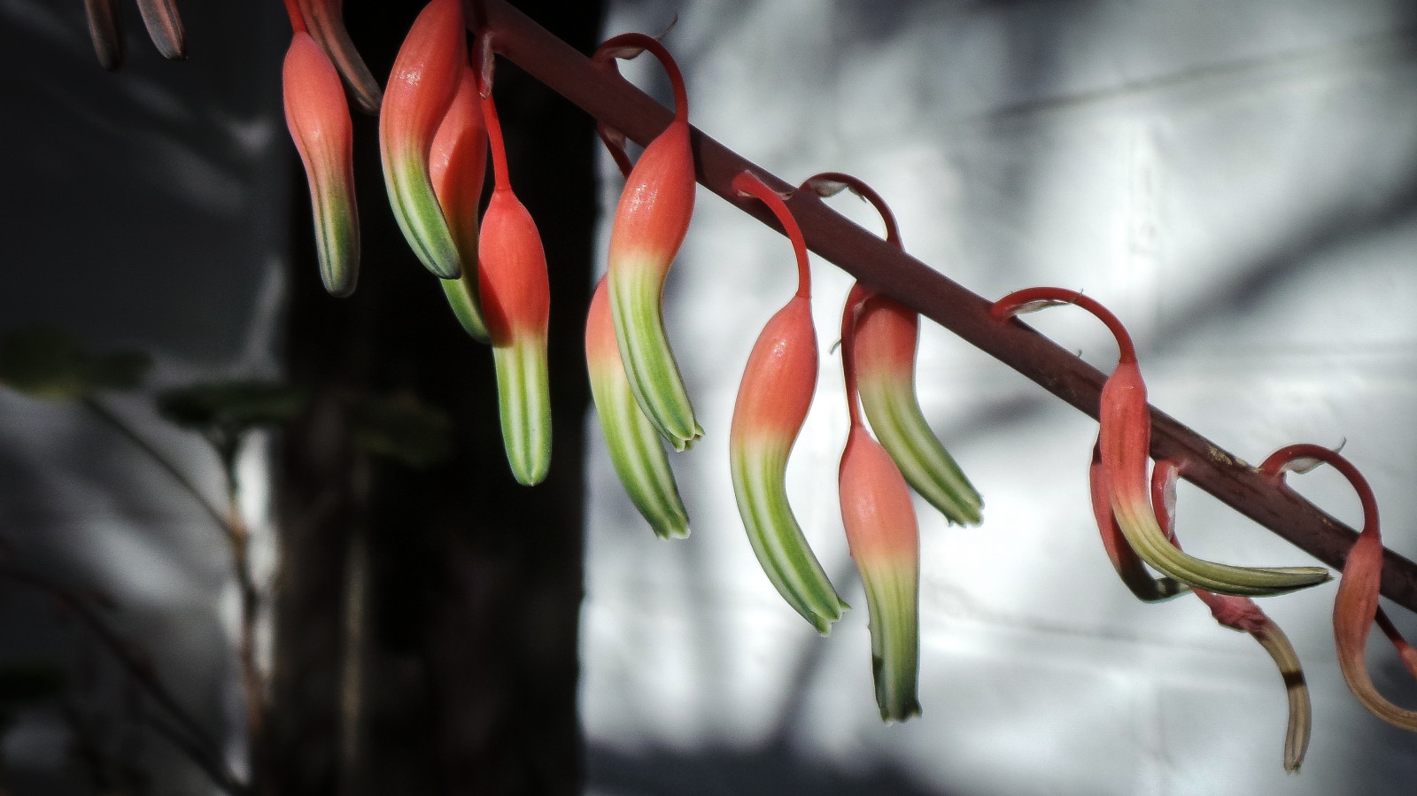 ดอกไม้, สีแดง, ส้ม, ดวงอาทิตย์, สีขาว, สีเขียว, หน้าต่าง, ผนัง, สวน, น่าสนใจ, ตอนบ่าย, เงา, กล่อง, ซัมซุง, เส้นทแยงมุม, แอดิเลด, ปลาย, dangling, ก้าน, แม่บุญธรรม, pursedlips, oooo, theen