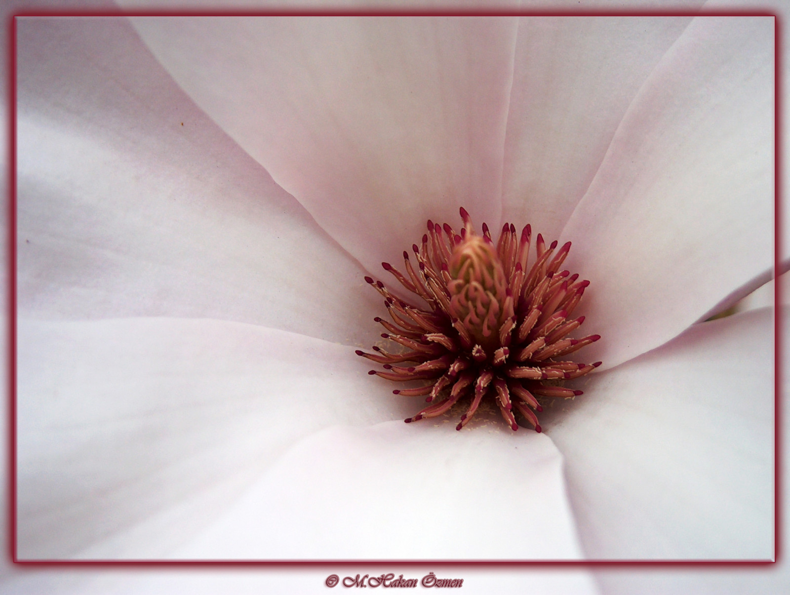 rød, blomst, lyserød, 2013, magnolia, blad, blomst, plante, blinkagain, flora, kronblad, pæon, vigilantphotographersunite, vpu2, vpu3, vpu4, vpu5, vpu6, vpu7, photographyforrecreationeliteclub, rememberthatmomentlevel1, rememberthatmomentlevel2, flickrsfinestimages1, rememberthatmomentlevel4, rememberthatmomentlevel3, vpu8, rememberthatmomentlevel9, rememberthatmomentlevel5, rememberthatmomentlevel6, rememberthatmomentlevel10, mrsailor, mhakan zmen, photographyforrecreationclassic, jord plante, blomstrende plante, tæt på, makrofotografering, manolya