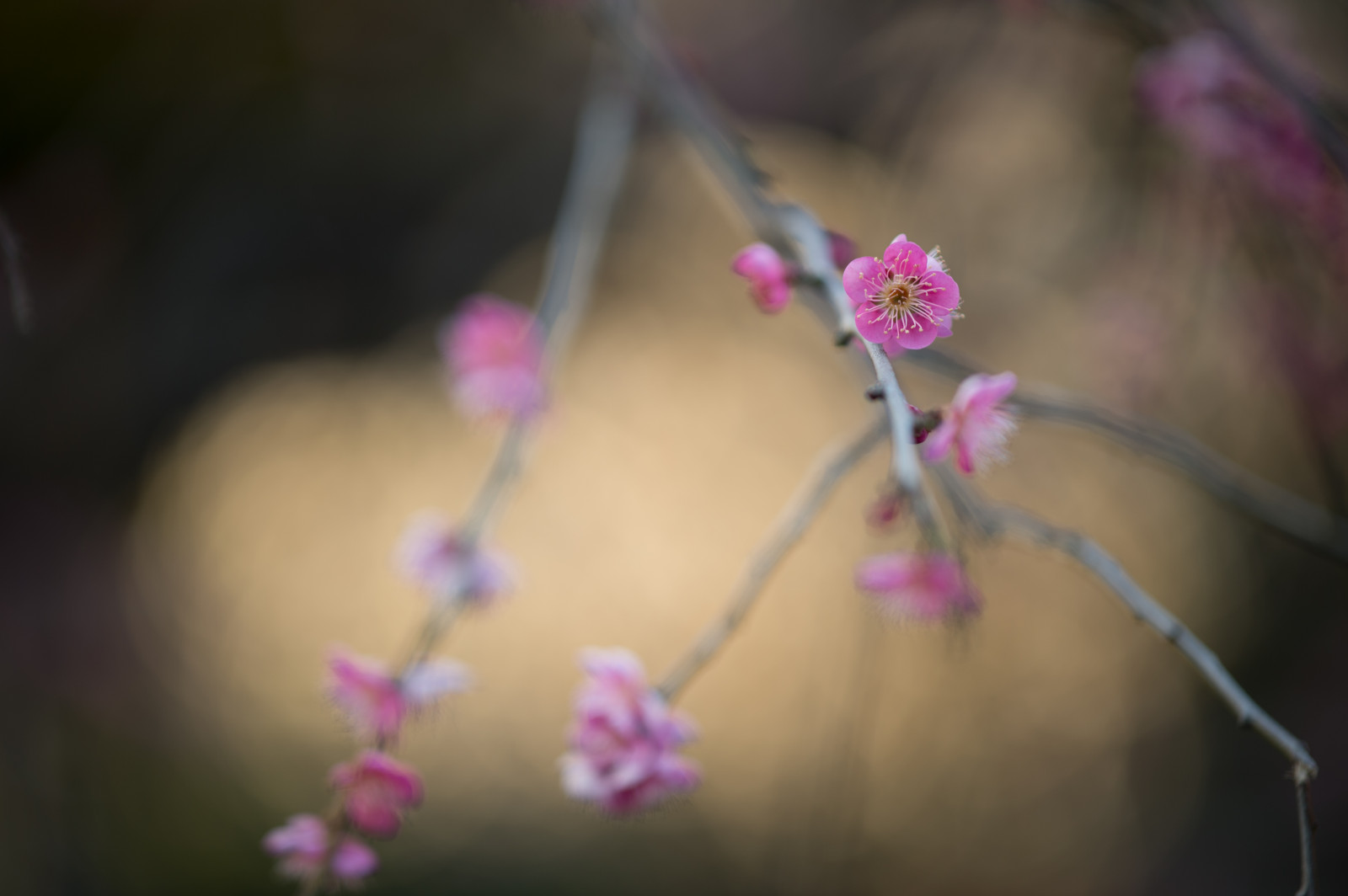 Japonsko, fotografování, nachový, větev, Třešňový květ, Nikon, květ, růžový, jaro, Tokio, jp, barva, NIKKOR, list, květ, rostlina, švestka, UME, flóra, okvětní lístek, afs105mmf14eed, afsnikkor105mmf14eed, df, Ikegami, japaneseapricot, ikegamiplumpark, divoká rostlina, zblízka, makro fotografie, závod stonek