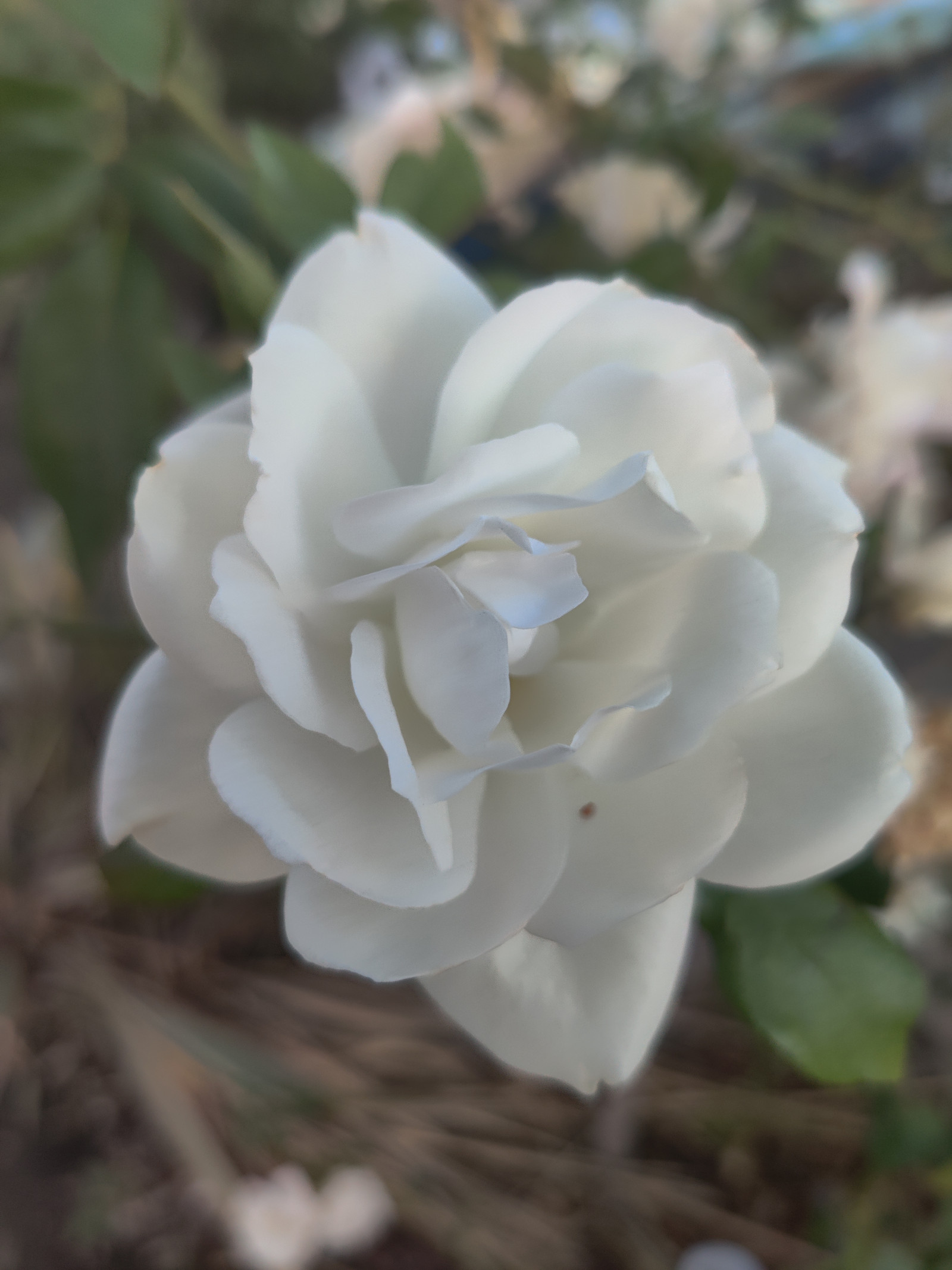 Wallpaper : flowers, white rose 6000x8000 - kanna - 1964867 - HD ...
