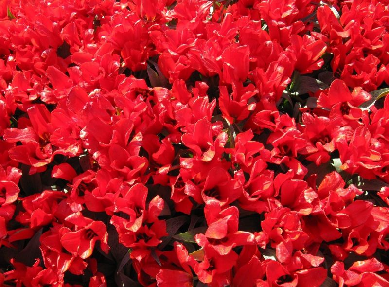 tulipani, fiori, letto di fiori, sciolto tulipani, fiori, letto di fiori, sciolto