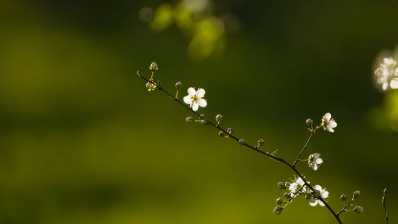 slunečnímu záření, květiny, Příroda, tráva, rostliny, voda slunečnímu záření, květiny, Příroda, tráva, rostliny, voda
