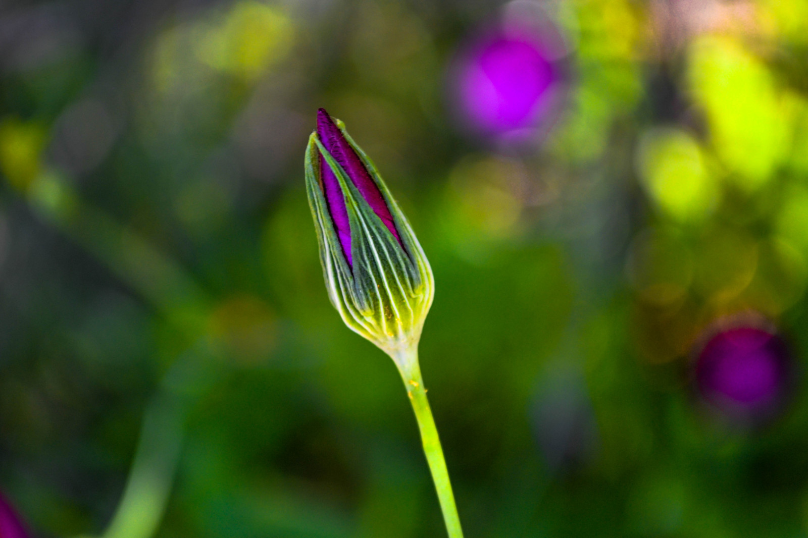 květ, Příroda, San Antonio, Nikon, Texas, naturallight, NIKKOR, divoká rostlina, nikond3100